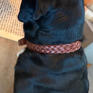 NWT Harry Barker Braided Leather Dog Collar-M